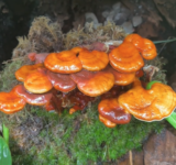 A bunch of shiny orange mushrooms growing on a log
